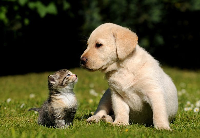 assurance santé chien et chat animal de compagnie 