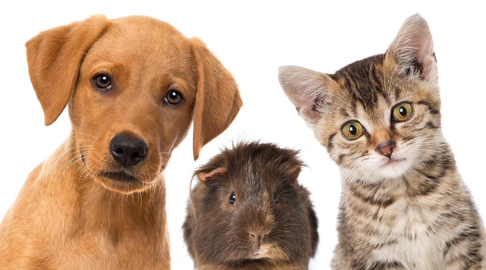 assurance santé animale mutuelle chien chat solly azar